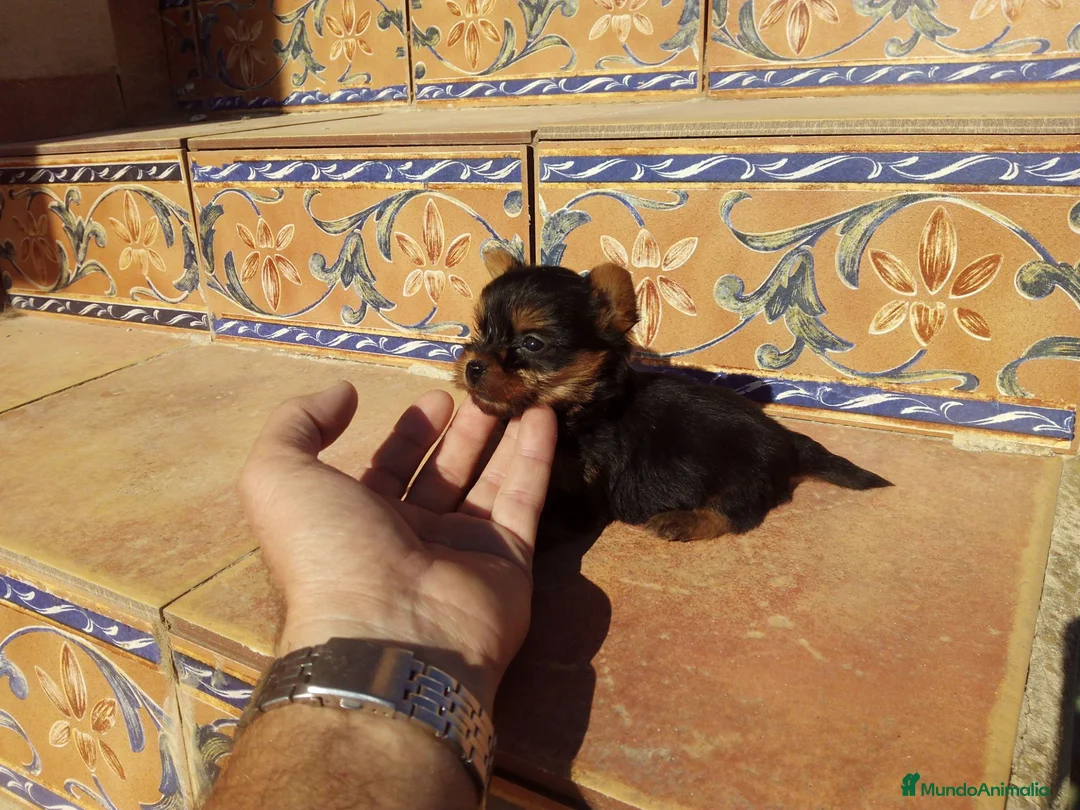 Yorkshire Terrier perros en venta: Yorkshire mini toy  - Anuncio 2