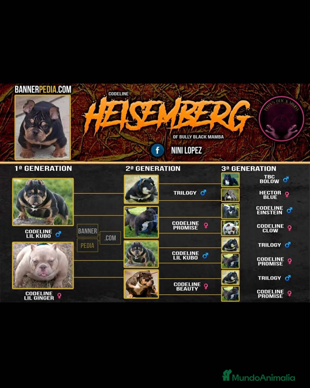 American Bully perros en venta: Pepino American Bully Pocket         - Anuncio 2