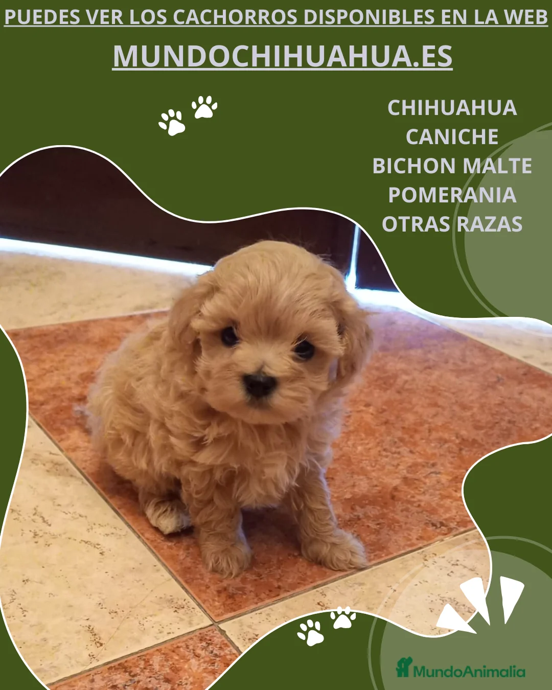 Caniche Toy perros en venta: PRECIOSOS CANICHE  ROJO LINEA TOY  - Anuncio 11