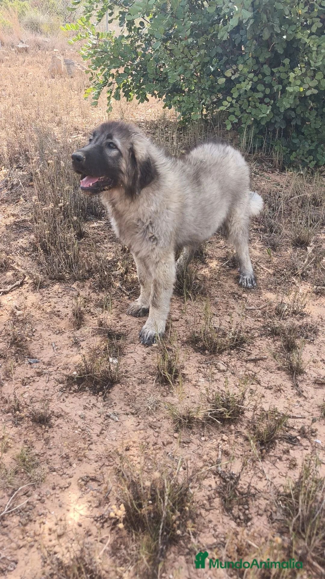 Pastor del Cáucaso perros en venta: Hembra Pastor del Caucaso  - Anuncio 2