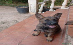 Pastor Alemán perros en venta: Cachorros pastor alemán de trabajo  - Imagen 1