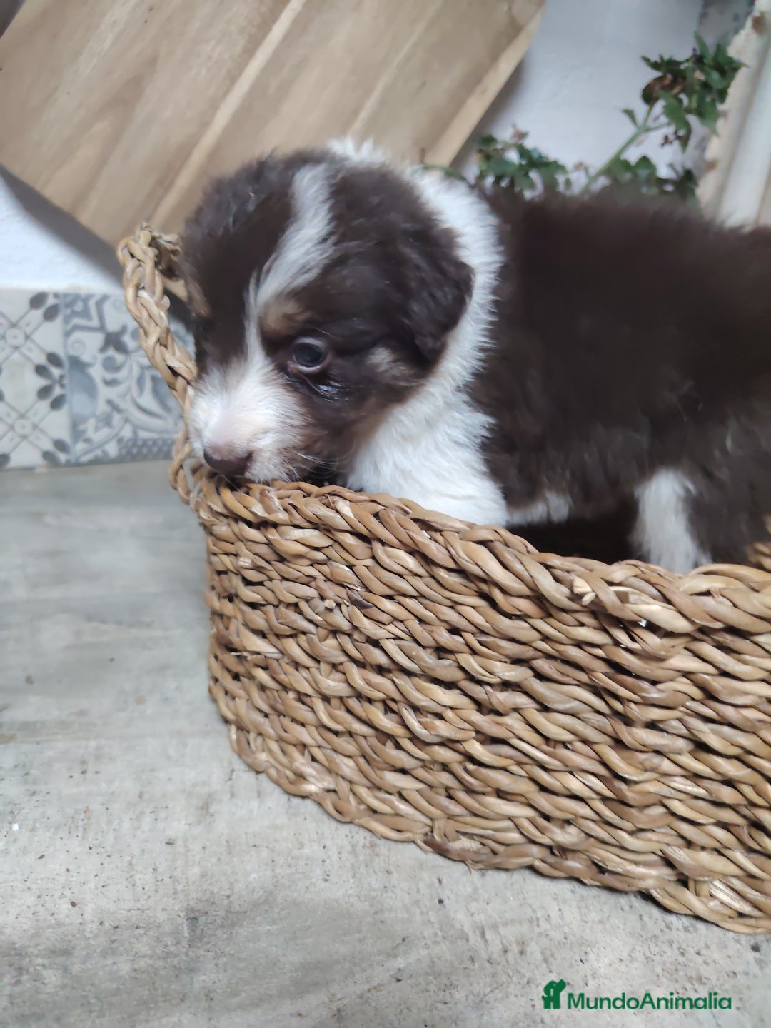 Border Collie perros en venta: Cachorros border collie chocolate y red merle - Anuncio 9