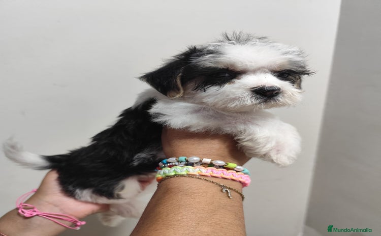 Yorkshire Terrier perros - Propaganda 3