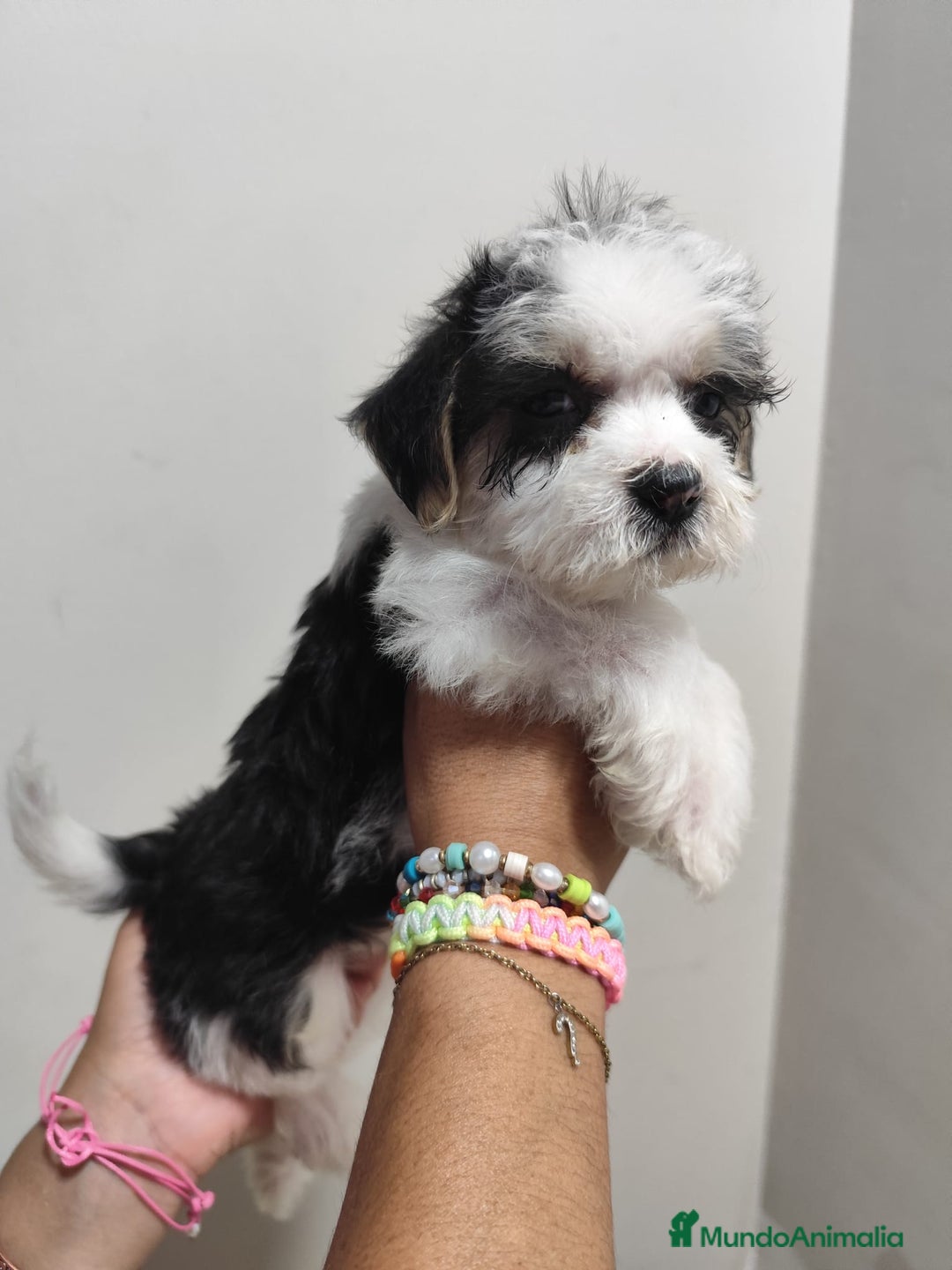 Yorkshire Terrier perros en venta: Yorkshire con Bichón (MORKIE) - Imagen 1