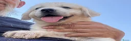 Golden Retriever perros en venta: Golden retriever  - Anuncio 11
