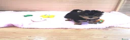 Yorkshire Terrier perros en venta: Yorkshire Terrier - Anuncio 4