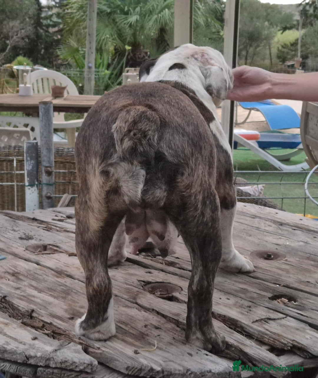 Bulldog Inglés perros en venta: Hembra bulldog ingles  - Imagen 3