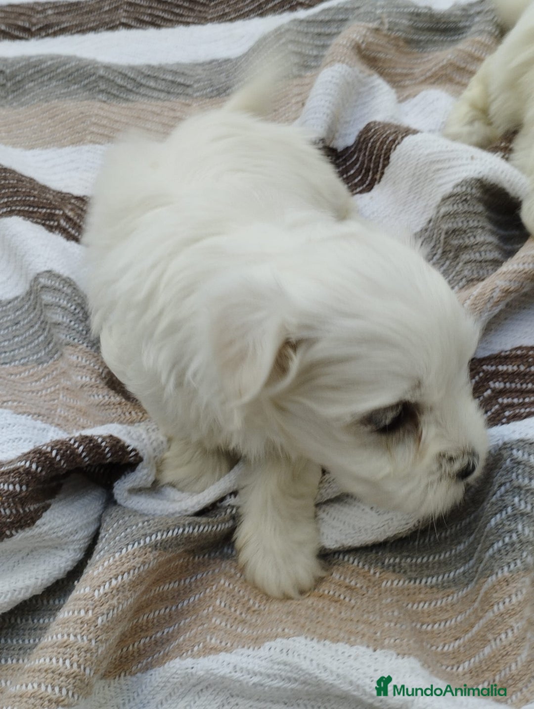 Bichón Maltés perros en venta: Macho bicho maltes  - Imagen 6