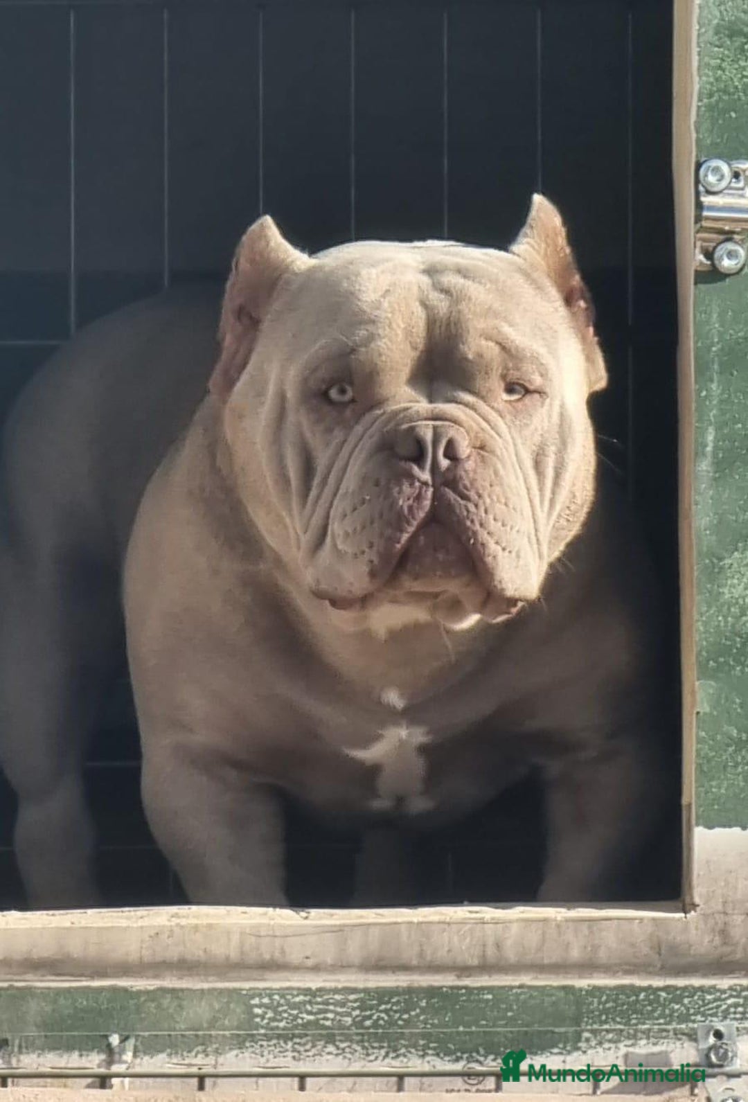 American Bully perros en venta: 💎🐾 CACHORROS AMERICAN BULLY – ¡LA MEJOR LÍNEA! - Imagen 14