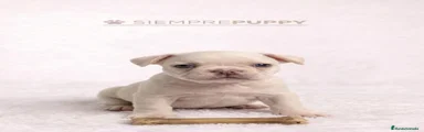 Bulldog Francés 1