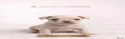 Bulldog Francés perros en venta: EXÓTICOS BULLDOG FRANCES PLATINUM - Anuncio 2