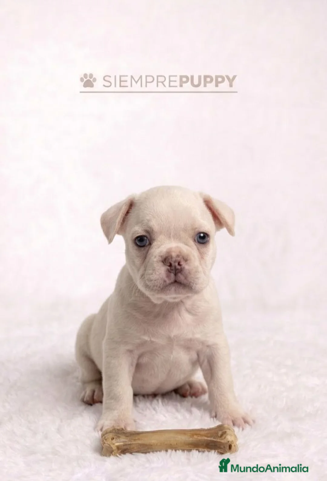 Bulldog Francés perros en venta: EXÓTICOS BULLDOG FRANCES PLATINUM - Anuncio 2