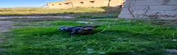 Pinscher Miniatura perros en venta: PINCHER MINIATURA EXCLUSIVOS - Anuncio 3