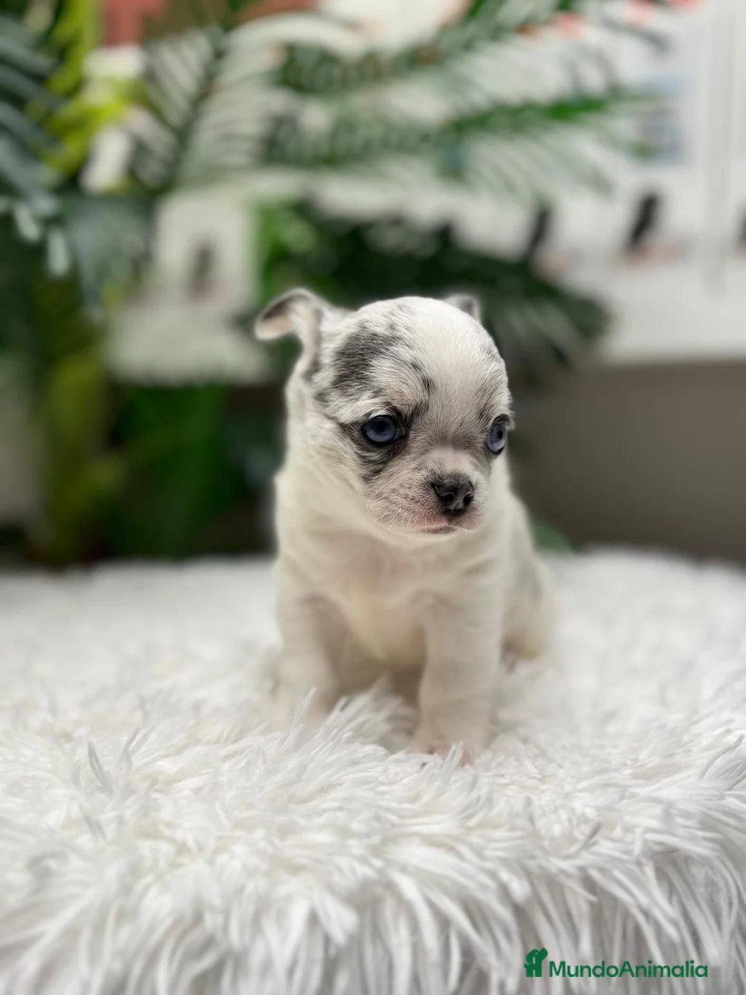 Chihuahua perros en venta: CHIHUAHUA MERLE - Anuncio 8