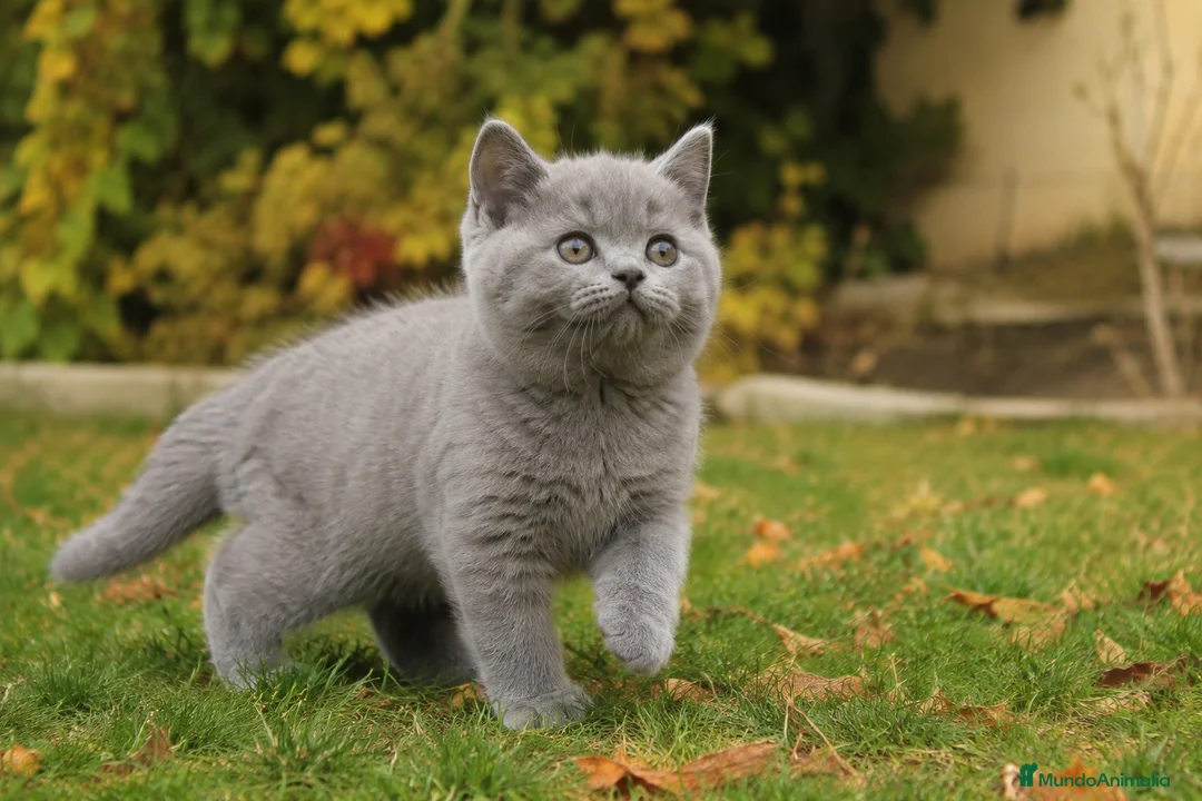 Británico de Pelo Corto Azul gatos en venta: Brithis - Anuncio 1