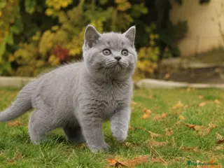 Británico de Pelo Corto Azul gatos Brithis - Anuncio 4