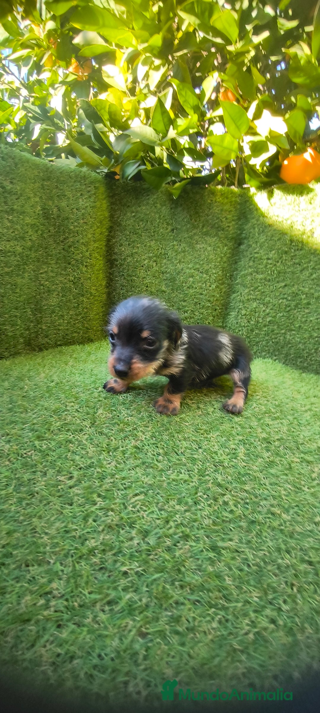 Teckel Miniatura perros en venta: camada teckel miniatura  - Anuncio 23