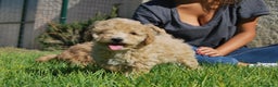 Caniche Toy perros en venta: Cachorros de Caniche disponibles, somos criadores en Madrid - Anuncio 13