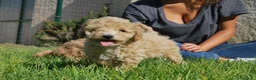 Caniche Toy perros en venta: Cachorros de Caniche disponibles, somos criadores en Madrid - Anuncio 13