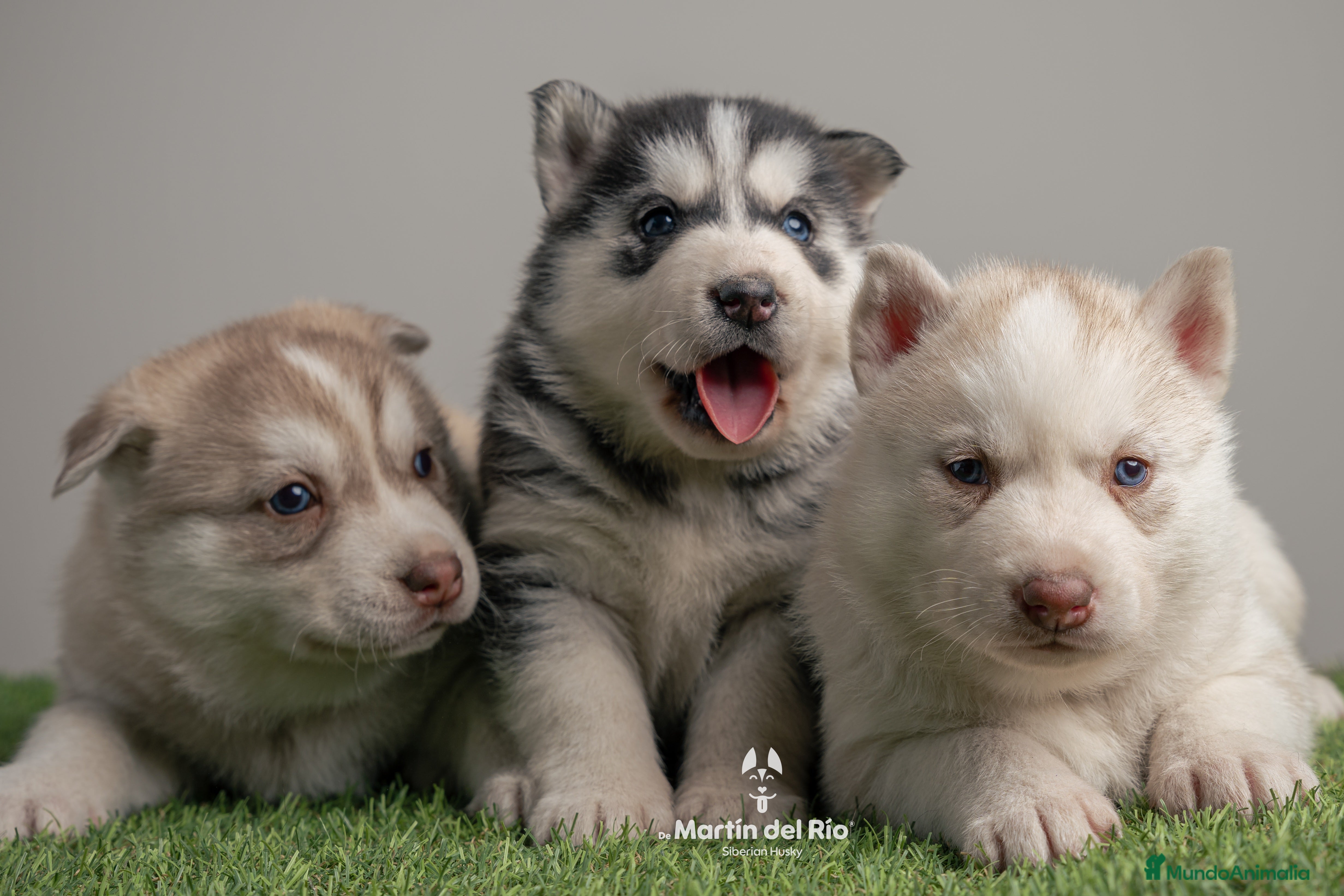 Husky Siberiano perros Husky Siberiano - cachorros  - Anuncio 2