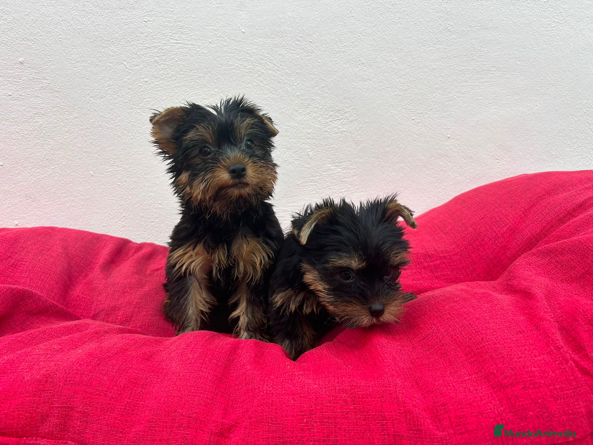 Yorkshire Terrier perros Yorkshire mini  - Anuncio 20