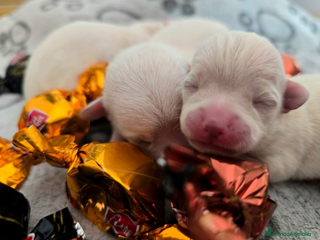 Chihuahua perros en venta: Chihuahua  - Anuncio 1