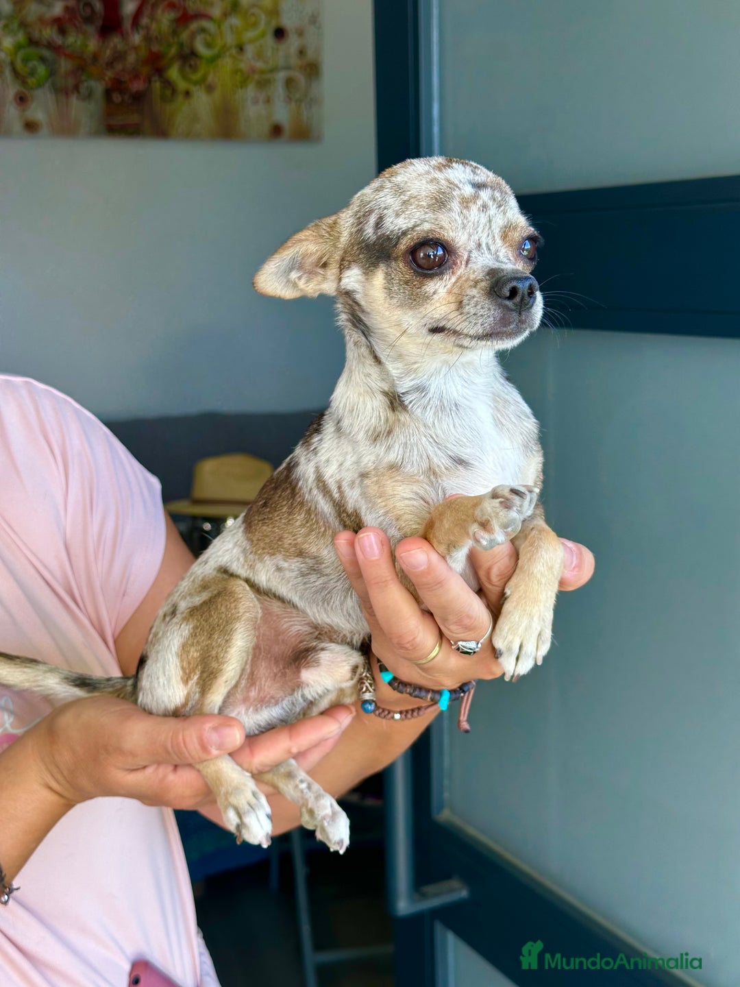 Chihuahua perros en venta: Chihuahuas mis nuevos pequeños - Imagen 21