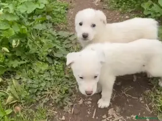 Mastín Español perros Cachorros de Mastín - Anuncio 1