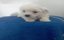 Bichón Maltés perros en venta: Bichón maltes linea americana  - Imagen 2