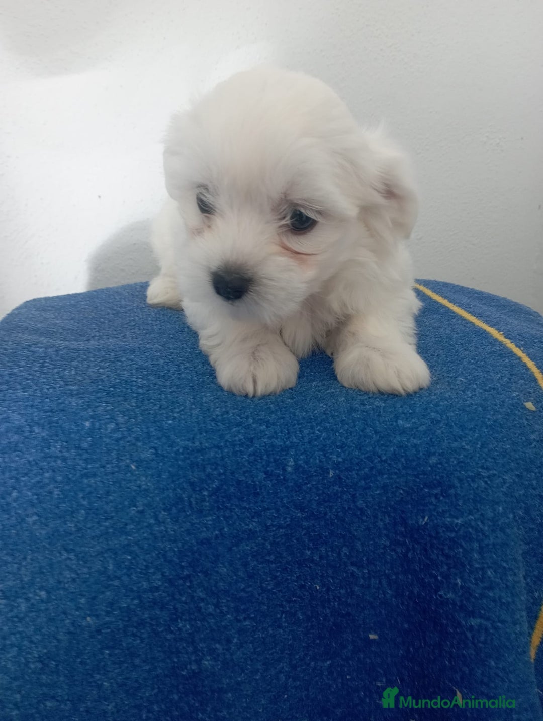 Bichón Maltés perros en venta: Bichón maltes linea americana  - Imagen 2