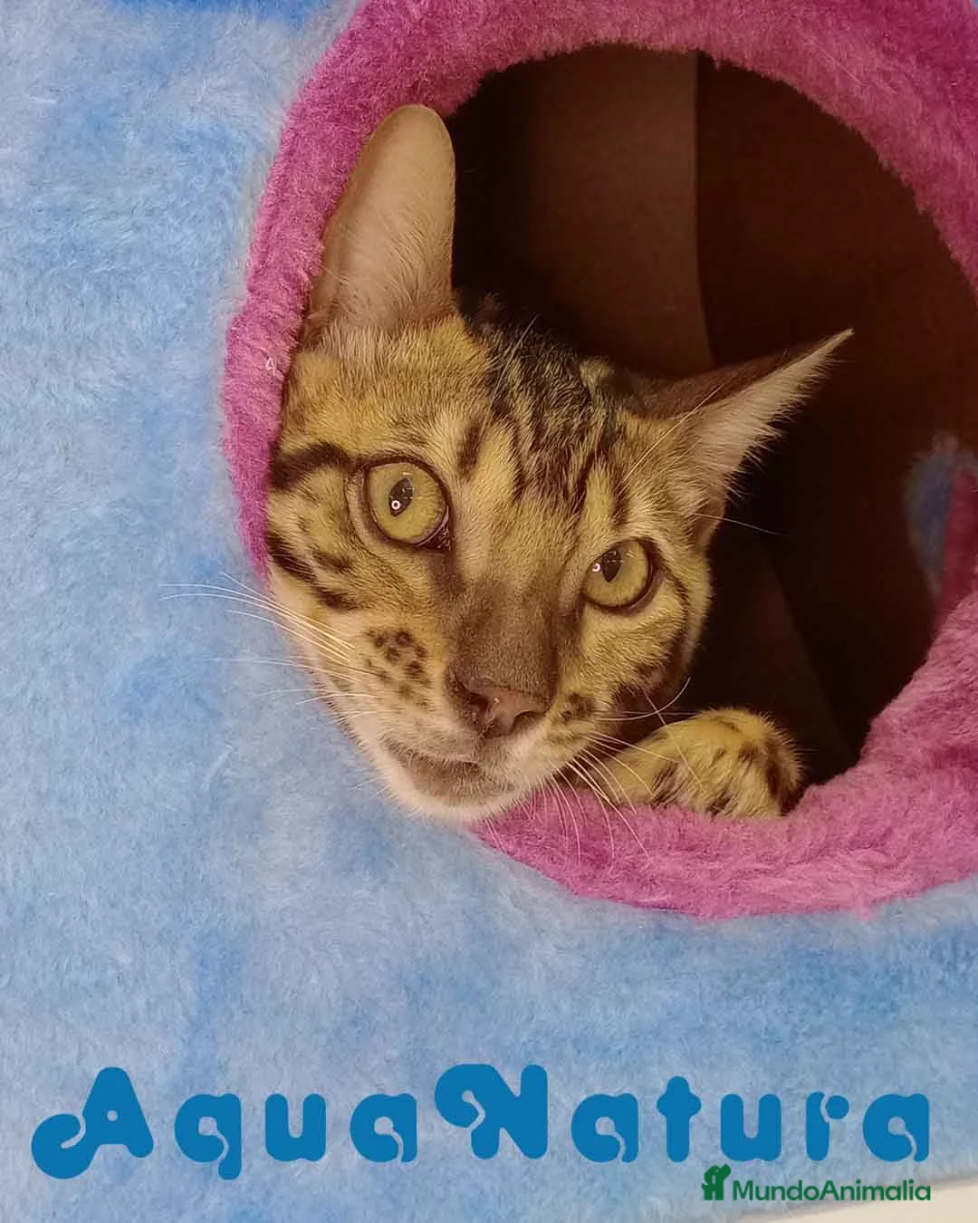 Bengalí gatos en venta: Bengali Macho 6161 - AQUANATURA en Barcelona - Anuncio 3