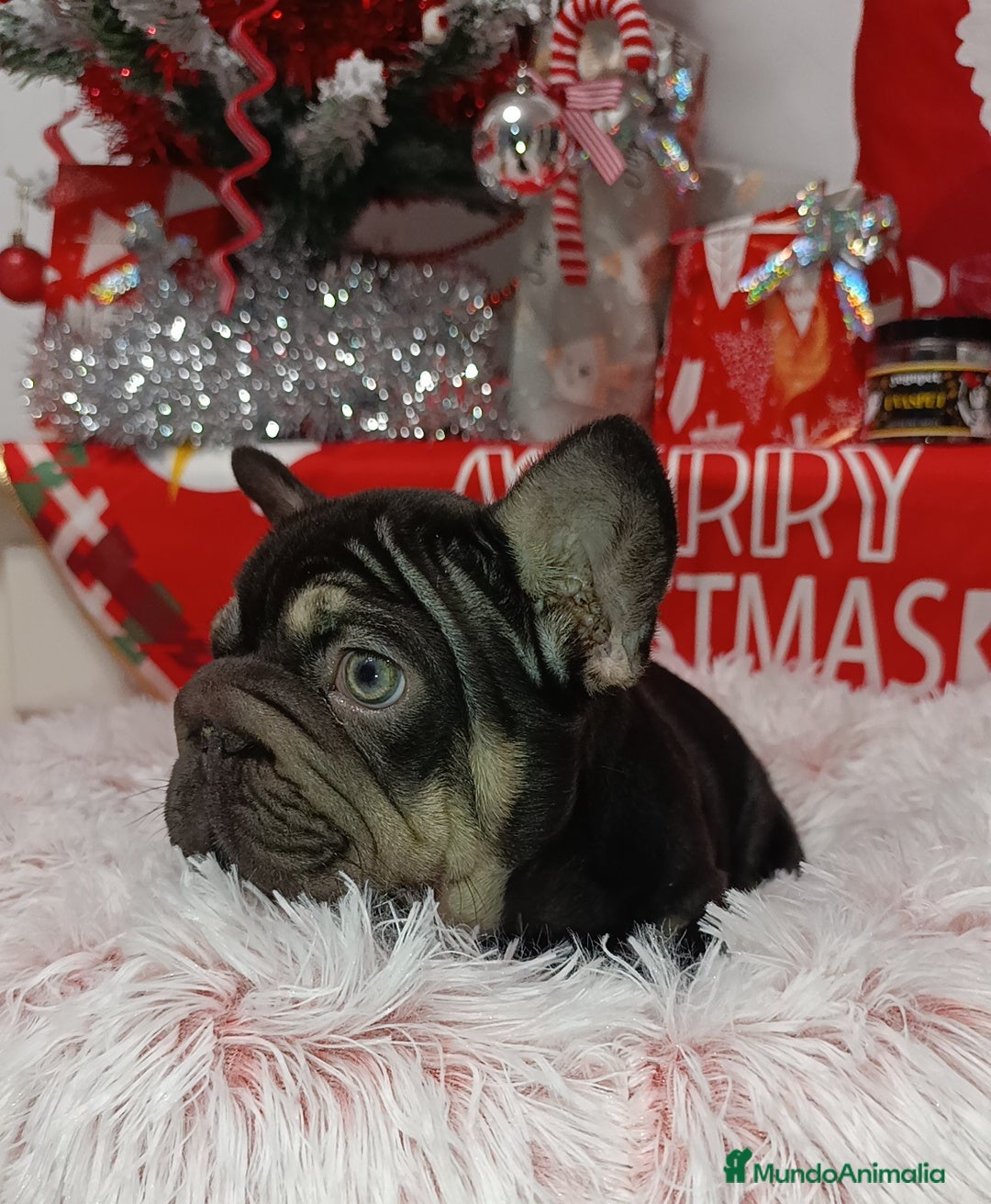 Bulldog Francés perros en venta: Bulldog Big rope  - Anuncio 5