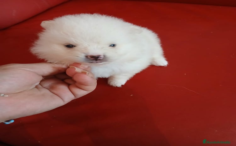 Pomerania perros - Anuncio 1