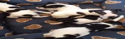 Gos Rater Valencià perros en venta: Ratón valenciano - Anuncio 2