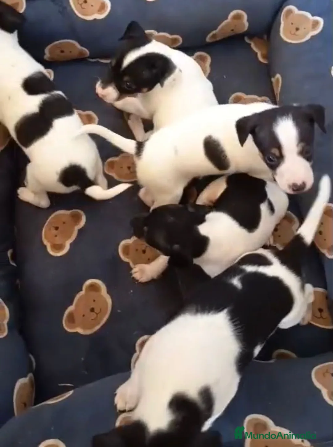 Gos Rater Valencià perros en venta: Ratón valenciano - Anuncio 2