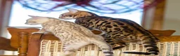 Bengalí gatos en venta: Gatitos bengali - Anuncio 7