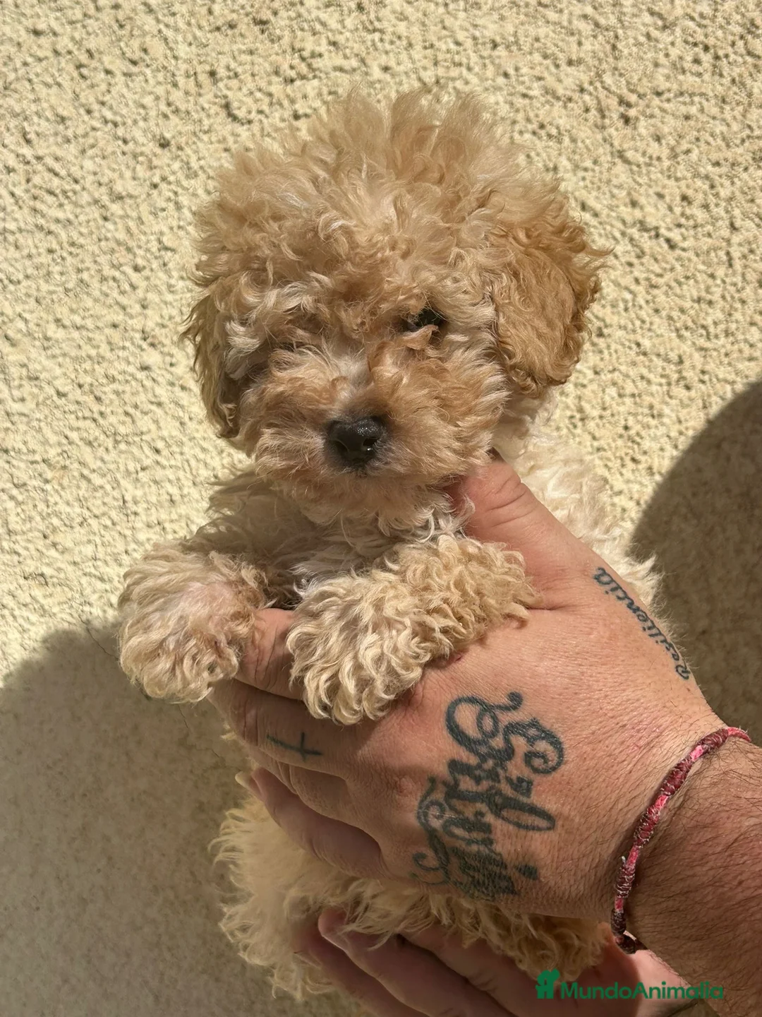 Raza Mixta perros en venta: Caniche enano  - Anuncio 2