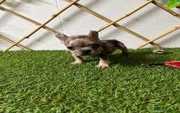 Bulldog Francés perros en venta: BULLDOG FRANCES - Imagen 2