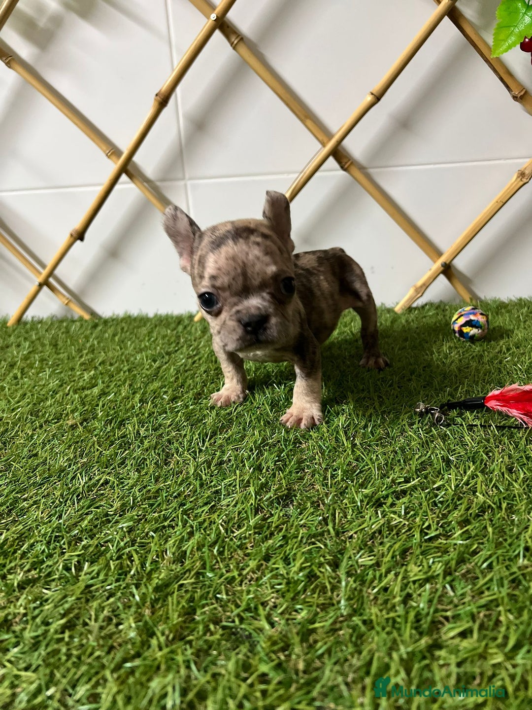 Bulldog Francés perros en venta: BULLDOG FRANCES - Imagen 2
