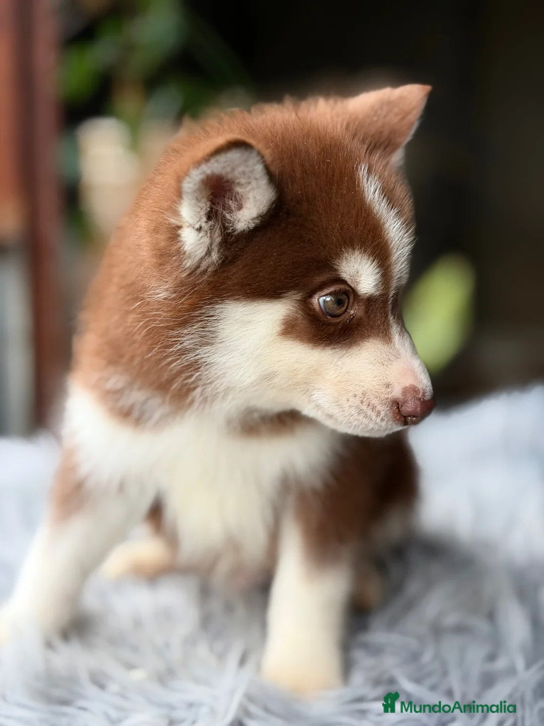 Husky Siberiano perros en venta: Husky rojo económico  - Anuncio 1