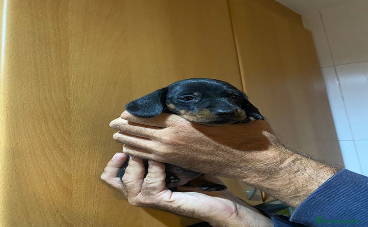 Teckel Miniatura perros Teckel kanichen - Anuncio 1