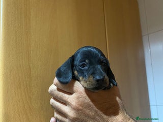 Teckel Miniatura perros Teckel kanichen - Anuncio 1