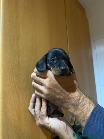 Teckel Miniatura perros Teckel kanichen - Anuncio 2