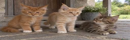 Maine Coon gatos en venta: Maine Coom - Anuncio 1