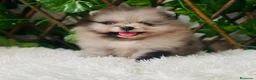 Pomerania perros en venta: POMERANIA  - Anuncio 9