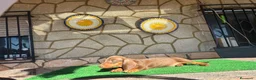 Teckel perros en venta: Teckel kaninchen - Anuncio 3