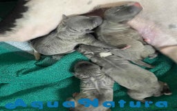 Pequeño Lebrel Italiano perros en venta: Camada Lebrel Italiano de BN y Omega AQUANATURA - Imagen 7