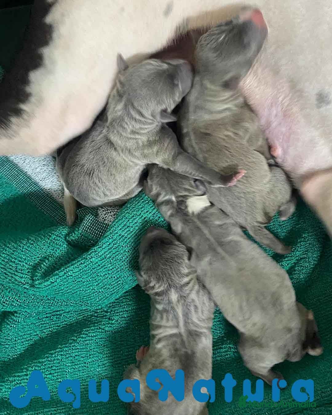 Pequeño Lebrel Italiano perros en venta: Camada Lebrel Italiano de BN y Omega AQUANATURA - Imagen 7