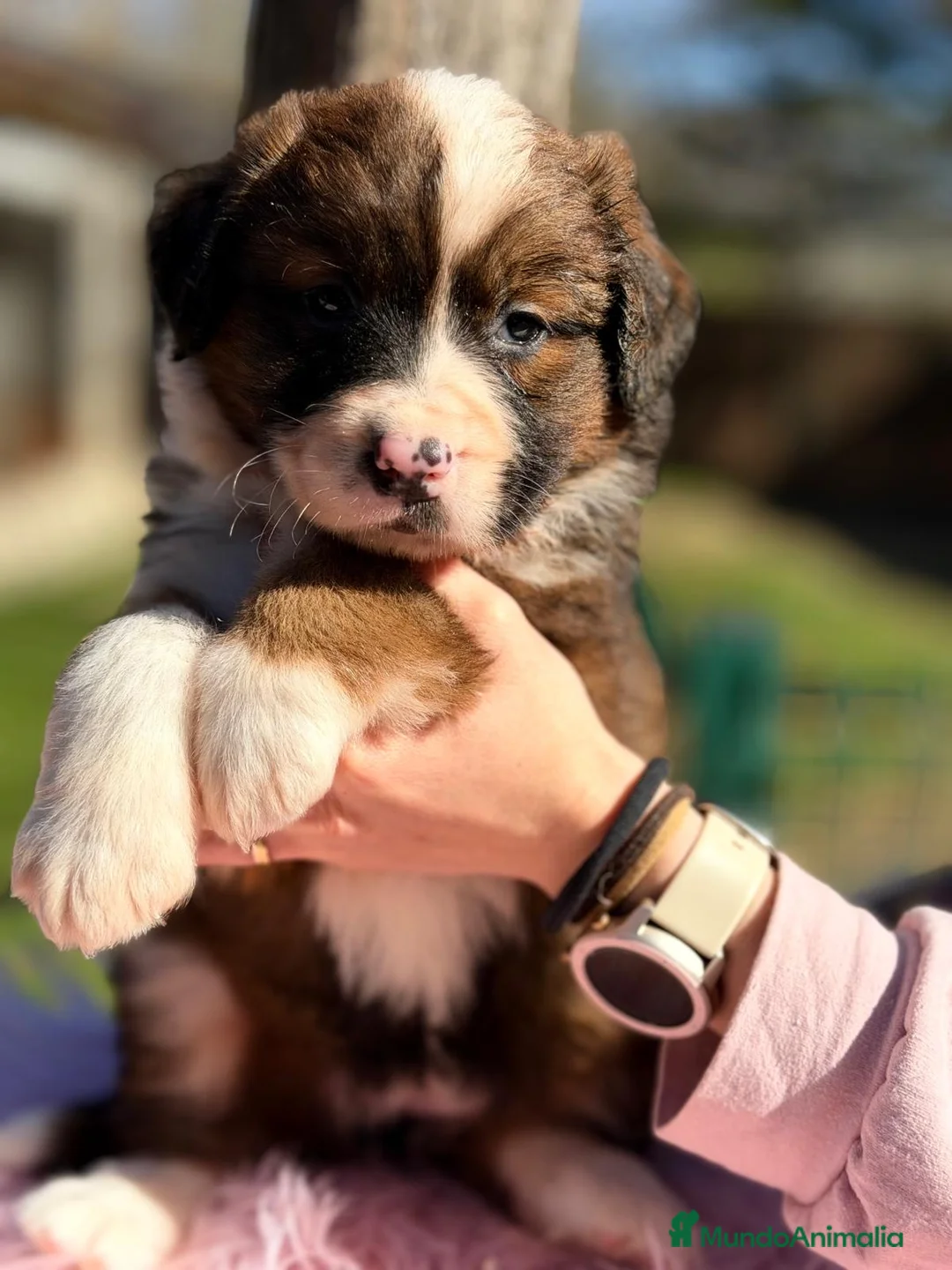 Raza Mixta perros en venta: CAMADA SAINT BERNESSE HEMBRAS - Anuncio 5