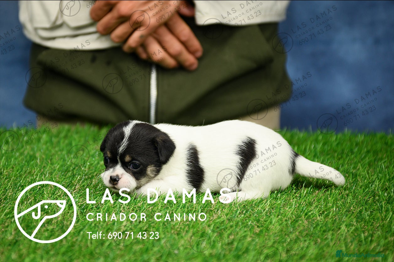 Chihuahua perros Chihuahuas disponibles - Anuncio 12